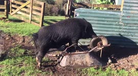 Pet New Zealand Boar befriends a wheelbarrow