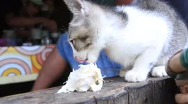 Meet the cute kitty who LOVES durian fruit