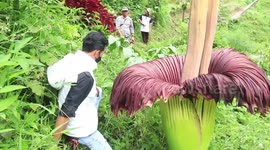 Check out this unbelievable, rare giant flower bloom