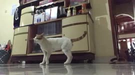 Amusing moment man confuses cat by hiding in kitchen