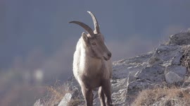 Adorable female Alpine Ibex and 4 cute young kids enjoy afternoon sunlight in swiss Alps