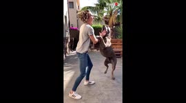 'Here's why you should NEVER JUMP while playing with an excited dog'