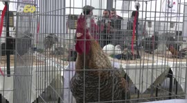Cock of the walk! Libya hosts chicken beauty pageant