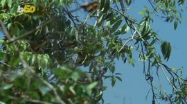 These ‘Golfing’ Cockatoos Taught Themselves to Use Tools, a Rarity in the Animal Kingdom