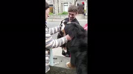Adorable moments Bernese puppy meets new 'brother' and reunites with sister