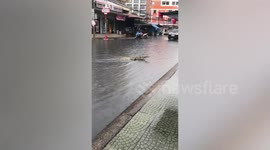 Monitor lizard runs across flooded road then climbs building for shelter during rainstorm