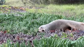 Sea lion returned to sea after mysteriously found at the side of busy road