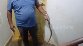 5-foot-long Indian Rat Snake coils around window grill of house, rescued in southern India