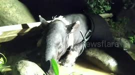 Team of Indonesian conservationists rescue injured tapir