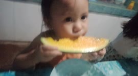Baby Ara is deliciously eating yellow watermelon