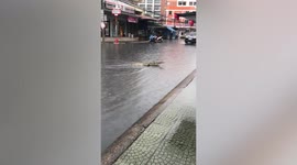 Monitor lizard runs across flooded road then climbs building for shelter during rainstorm
