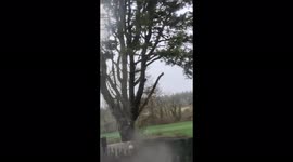 Storm Eunice - Wild weather in Wales causes trees to bend back and forth