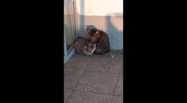 Cat cute massage another cat