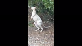 Albino Wallaby feeding at dusk on Bruny Island Tasmania Australia