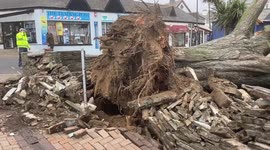 Huge tree ripped out of the ground ahead of Storm Eunice
