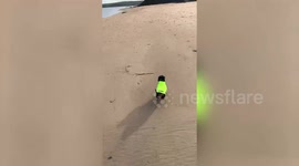 Couple leave box of tennis balls on beach in memory of their dachshund