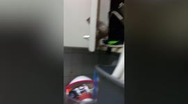 Mouse trying to steal food gets STUCK with head poking through kitchen cupboard