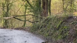 Power and fibre lines hanging by a tree in a very dangerous place from storm Eunice. Test live check with a danger to public and drivers. STORM CHASERS OF UK WEATHER CHASE INTERCEPT STORM EUNICE IN CORNWALL WITH WINDS UP TO 100MPH CAUSING LARGE AMOUNTS OF