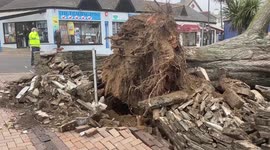 This massive tree was uprooted by Storm Eunice in Bude, Cornwall