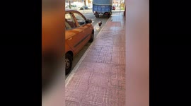 Why did the chicken cross the road?