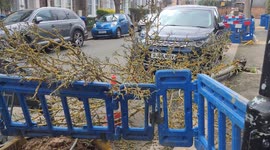 Tree brought down by the strong force winds of Storm Eunice in london