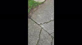 Dog poo put into royal mail box with note left on it