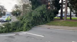 Huge tree falls in Essex as Storm Eunice hits the East of England