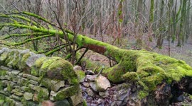 Storm Eunice - Trees & branches blown down in woodland at the National Stone Centre, Wirksworth, Derbyshire during Storm Eunice 18/02/2022