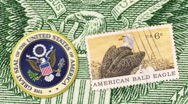 Exploring the Differences Between These Two Incredible North American Eagle Species