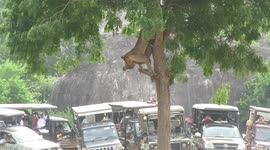 Leopard drags hunted deer out of tree to eat in privacy away from safari group