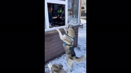 Husky very much asks for a snack from the seller in the coffee shop