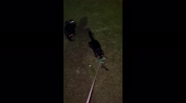 The cat decided to pick up her kitten during a walk