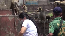 Wild monkeys climb over people trying to feed them in Thailand