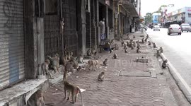 Wild monkeys take over shops in notorious town in Thailand