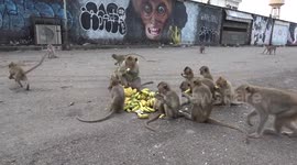 Wild monkeys go crazy for bananas for their lunch in Thailand