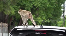 Wild monkeys climb over cars causing traffic chaos in Thailand
