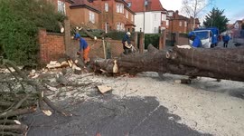 Cleanup begins after Eunice crushes trees and homes