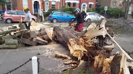 Storm Eunice cleanup: Huge tree blocks road in Dulwich, London