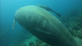Heartbreaking propeller injury seen on Manatee as it swims past divers in the Dominican Republic