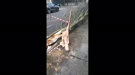 Tree devastation in North London after storm Eunice