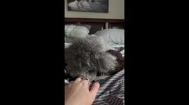 Cute miniature poodle named Sammy plays with a skunk squirmy toy
