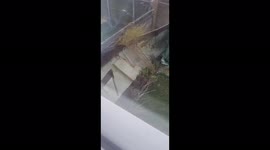 'Wall's gone': Storm Eunice destroys garden wall with high winds in Kent, UK