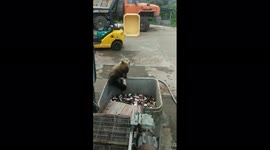 Hungry bear helps themselves to dinner outside a fish factory in Russia