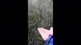 Hand feeding a Robin down the woods