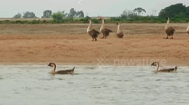 Footage Of Shoal Free-range Geese In Beihai, China