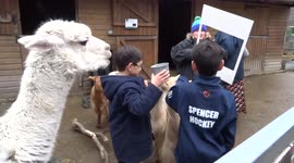Alpacas Ben and Jerry pose for photos at retirement send-off at Vauxhall City Farm in London