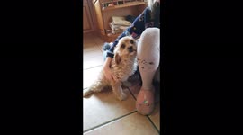 8 week old cavapoo puppy meeting her new family for first time