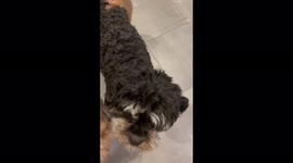 Possum mistakes little dog for his mama after he was startled by them !
