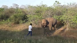 power man man chasing a  wild elephant to the forest  at buttala kataragama road in the forest