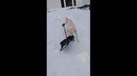 Enthusiastic puppy tries to help with shovelling snow in Annandale, Canada